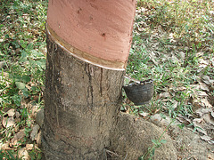 rubber trees