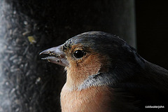 Chaffinch detail - 420mm lens from 6' away 5135131581 o