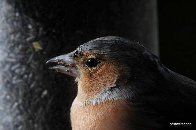 Chaffinch detail - 420mm lens from 6' away 5135131581 o