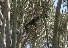 yellow tailed black cockatoo