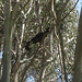 yellow tailed black cockatoo