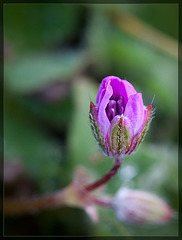 A Tiny Rose [EXPLORE #9 TYVM!!]