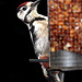 Greater spotted woodpecker on the feeder