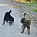 our doggies on the Rail Trail