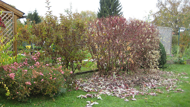 Herbst:  Der Hartriegelstrauch wurde gestutzt