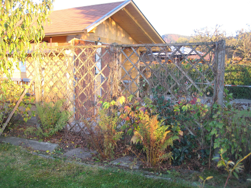 Herbst: Der Farn trocknet langsam ab
