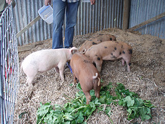 Ad brings the piglets yumyums