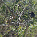 twisty gum tree with koalas