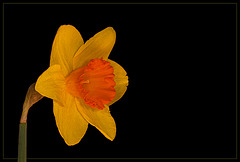 Ceylon Daffodil: The 21st Flower of Spring!