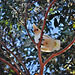 corellas in Fish Creek