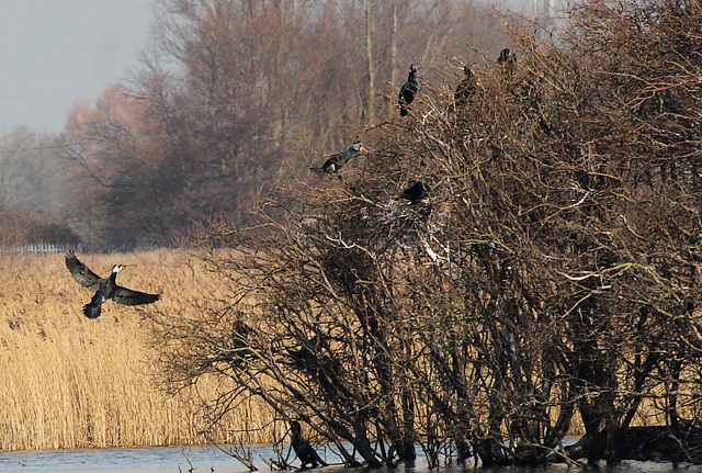 Cormorant Nests