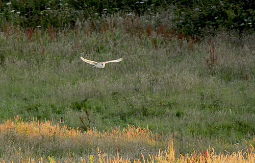 HCP Barn Owl