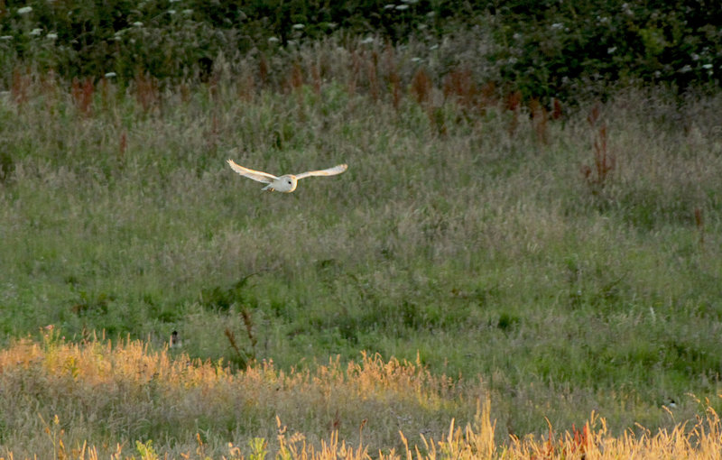 HCP Barn Owl
