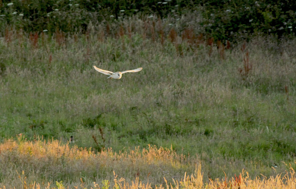 HCP Barn Owl