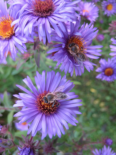 Herbstastern (Aster novaeangliae)