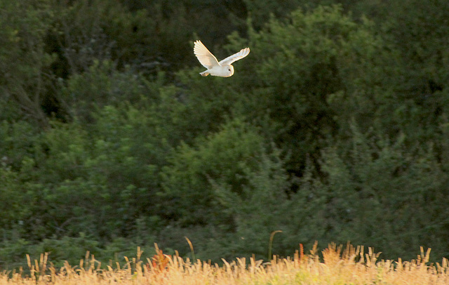 Barn Owl