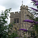 Church Tower with Buddleia