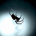 Patio Life: Spot Light on Spiders