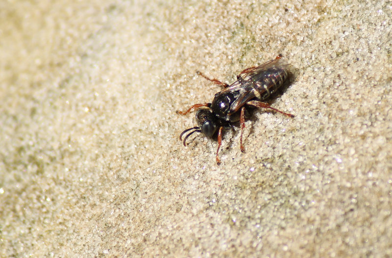 Common Spiny Digger Wasp