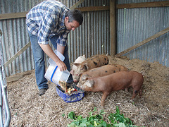 Ad brings the piglets yumyums