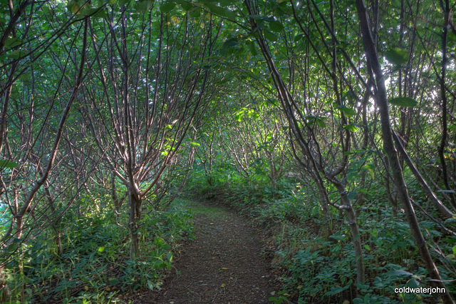 Through the hazels ...memories of August