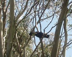 yellow tailed black cockatoo