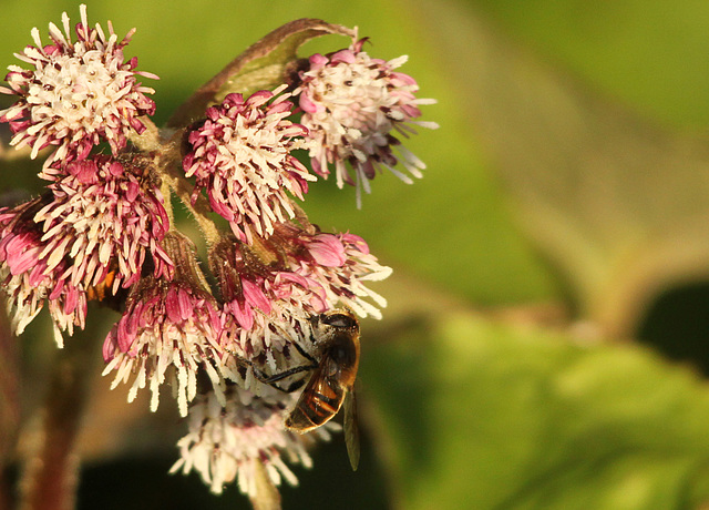 Hoverfly