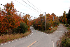 Road with autumn colours