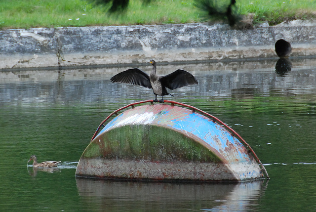 Trying to lift a giant metal bowl out of the water