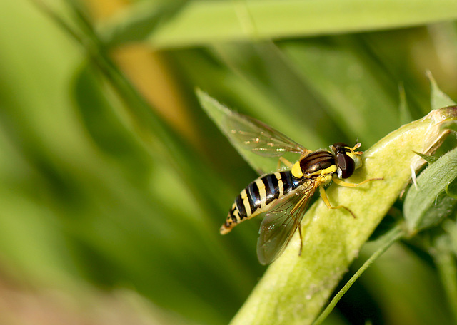 Hoverfly