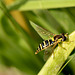 Hoverfly