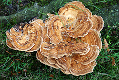 Some shots from around the new office: Mushrooms