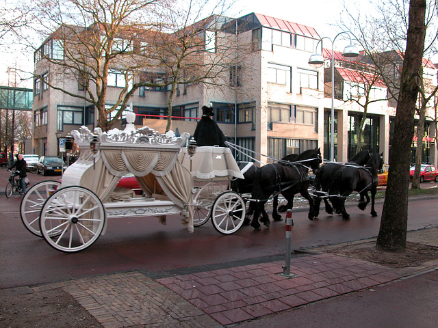 White carriage and black horses