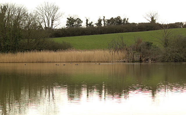 Pebsham Pond