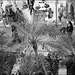 Jungle
