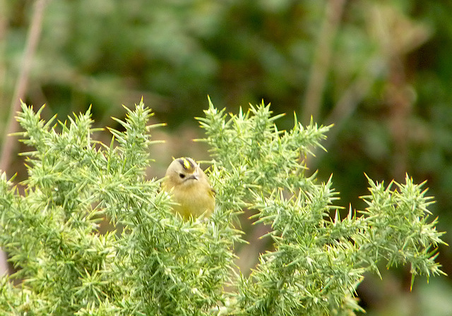 Gold Crest