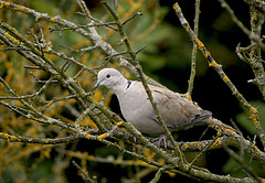 Collared Dove