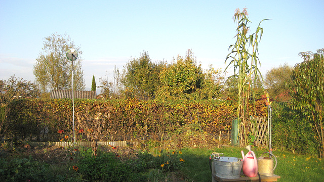 Herbst: Blick zur Hecke