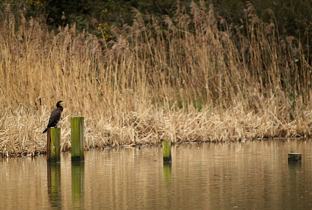 Cormorant @ Pebsham