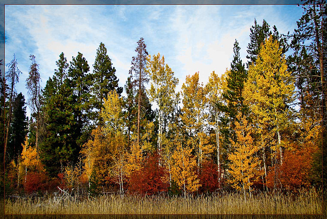 Autumn Gold in Klamath County