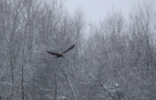 Snowy Hunting