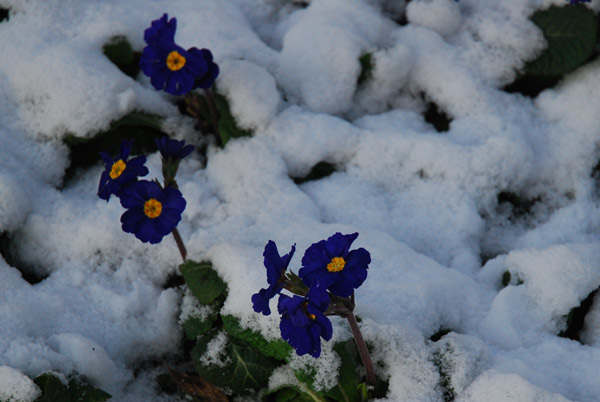 Poking through the snow