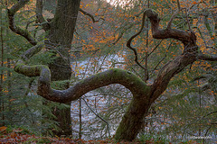 Twisted old tree by the Findhorn