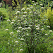 Viburnum alnifolium