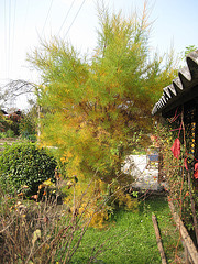 Herbst: Die Frühlingstamariske hinter der Hütte