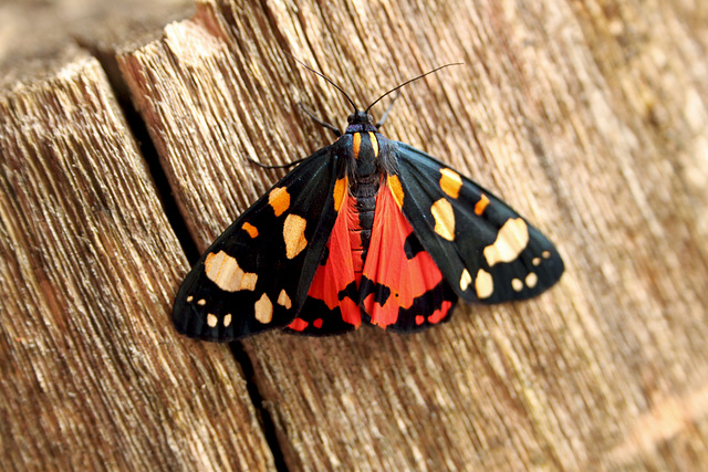 Scruffy the Scarlet Tiger Emerges