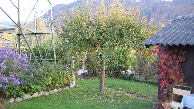 Herbst:  Der Apfelbaum
