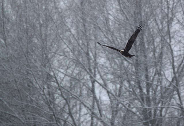 Marsh Harrier @ Filsham