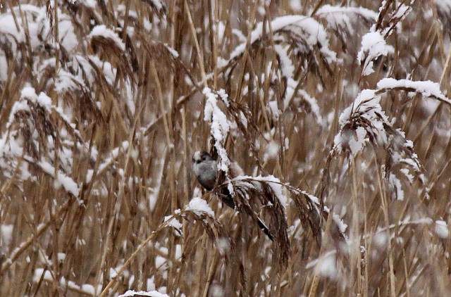 Long-tailed Tit in Reeds