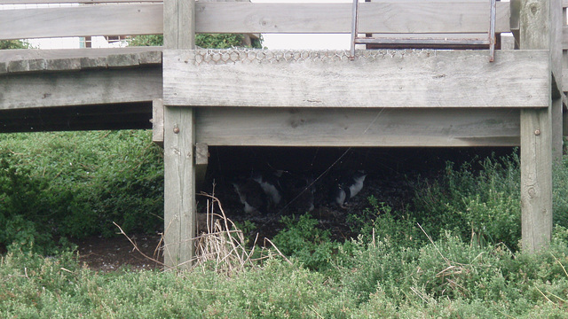 fairy penguins under the boardwalk